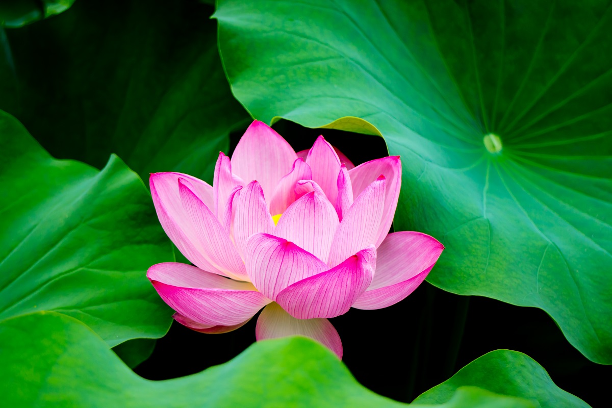 愛憎に随（したが）って浮沈し、貴賎に任せて軽重（きょうじゅう）す。 - 弘法大師空海（真言宗開祖。774-835）