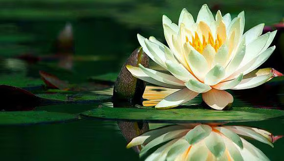 夫（そ）れ仏法を学せん法は、かならずまず時をならうべし。 - 日蓮上人（日蓮宗宗祖。1222-1282）