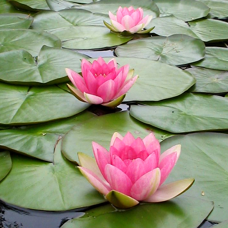 善悪は地獄極楽