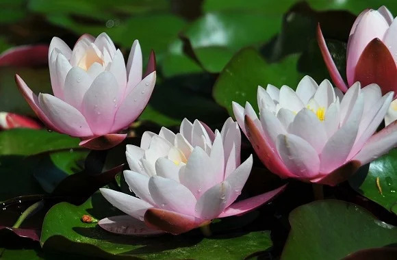 生ける時、善を作（な）さずんば、死する日、獄（ごく）の薪（たきぎ）と成らん。 - 伝教大師最澄（天台宗宗祖。767-822）