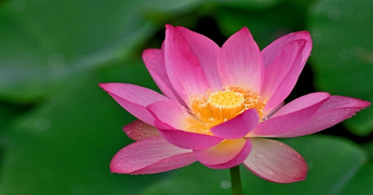 施す者は天に生まれ、受くる者は獄に入る。 - 伝教大師最澄（天台宗宗祖。767-822）