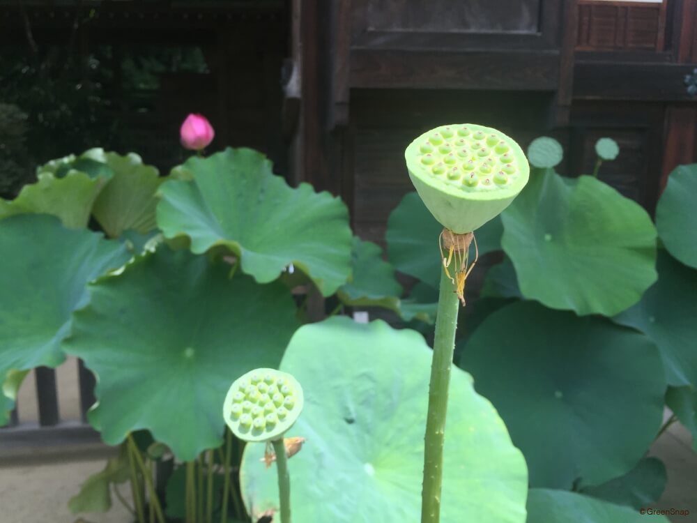 直饒（たとえ）我れ道理を以て道（い）うに、ひと僻事（ひがごと）を云うを理を攻めて云い勝つは悪しきなり - 道元禅師（曹洞宗開祖。1200-1253／懐奘撰）