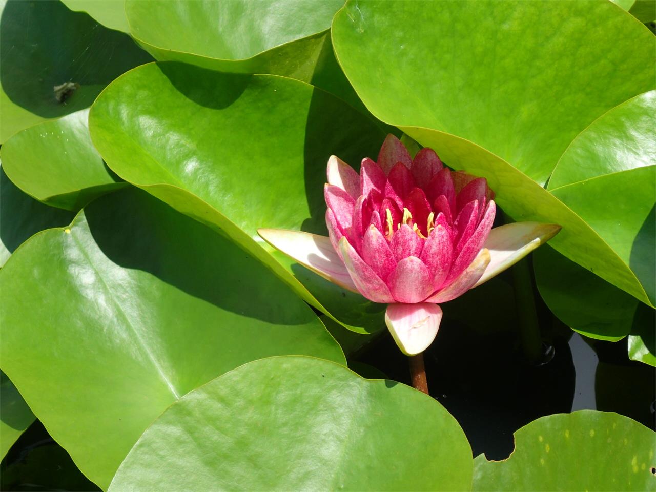 心頭を滅却すれば火もまた涼し