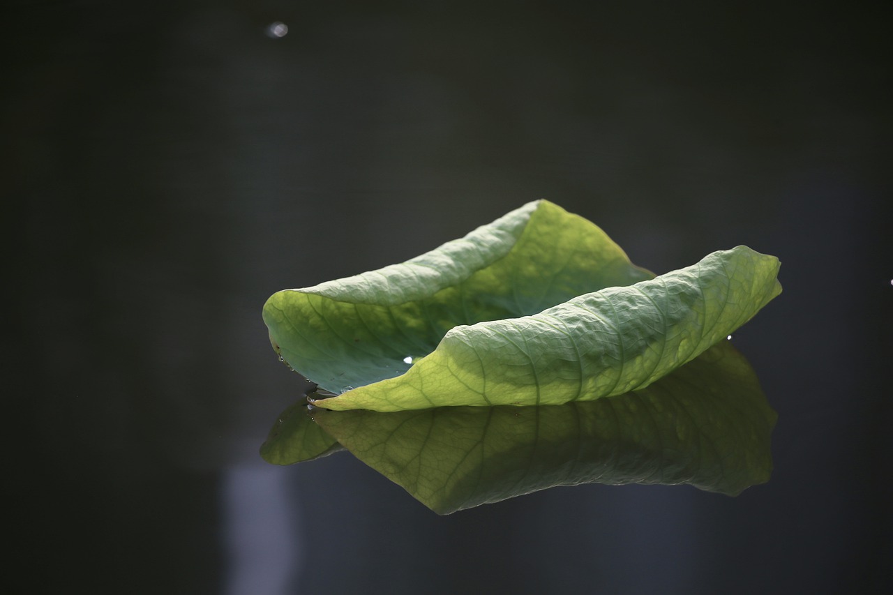 得がたくして移りやすきは、それ人身（にんしん）なり。発（おこ）しがたくして忘れやすきは、これ善心なり - 伝教大師最澄（天台宗宗祖。767-822）