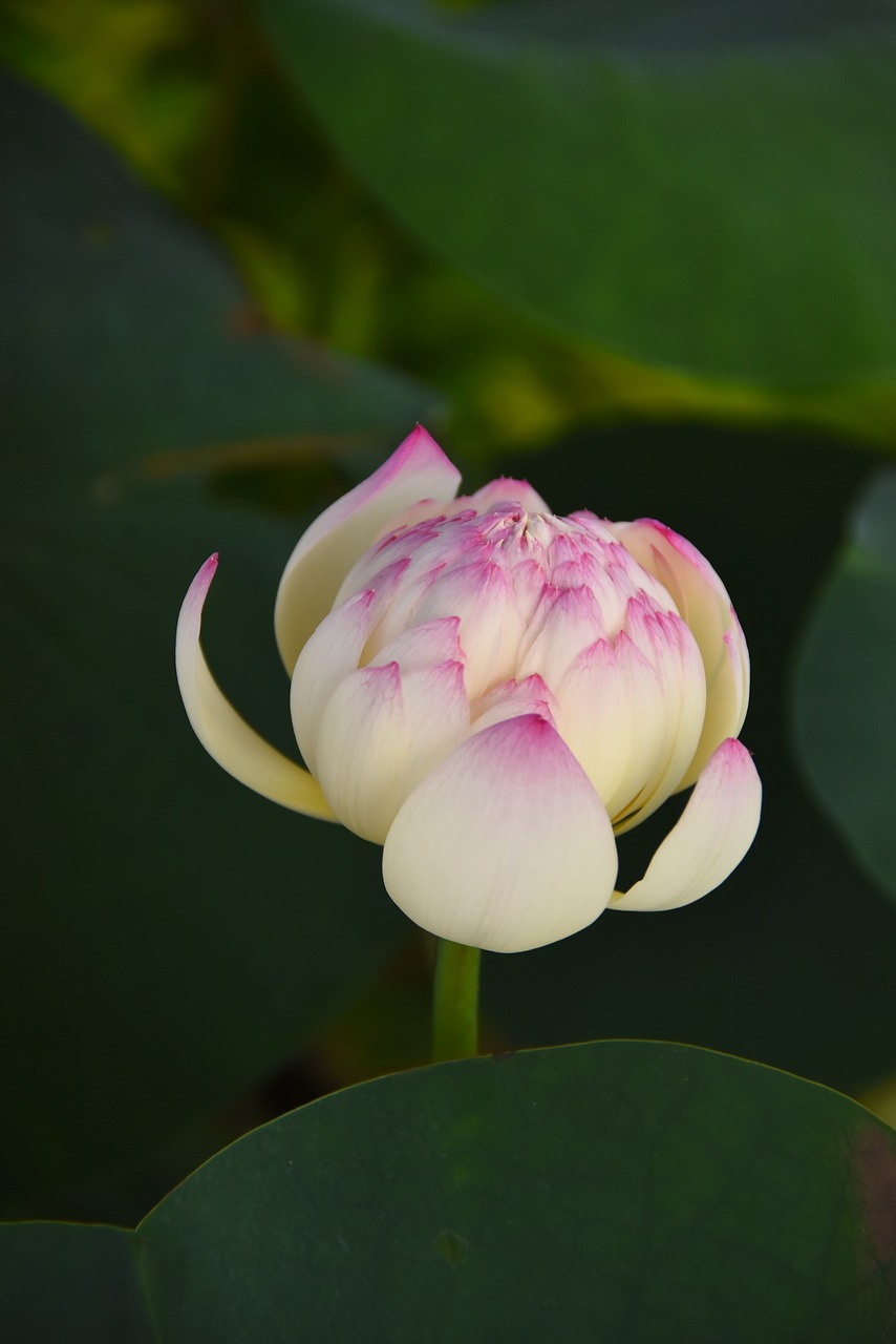 明日ありと　思う心の仇桜（あだざくら）　夜半に嵐の　吹かぬものかは - 親鸞聖人（浄土真宗開祖。1173-1263／覚如上人撰）