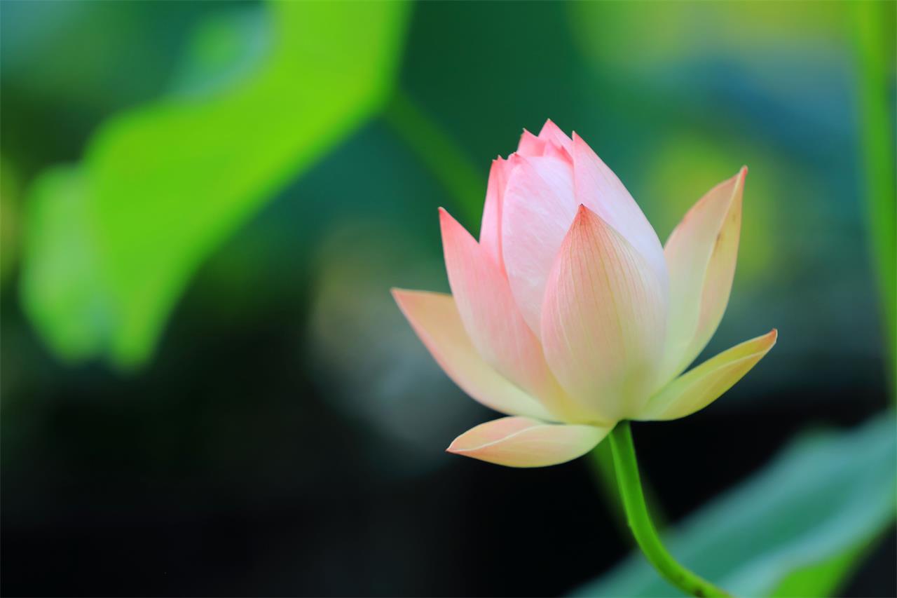 我が為に仏を作る勿（なか）れ、我が為に経を写す勿れ、我が志を述べよ。 - 伝教大師最澄（天台宗宗祖。767-822／別当大師光定撰）