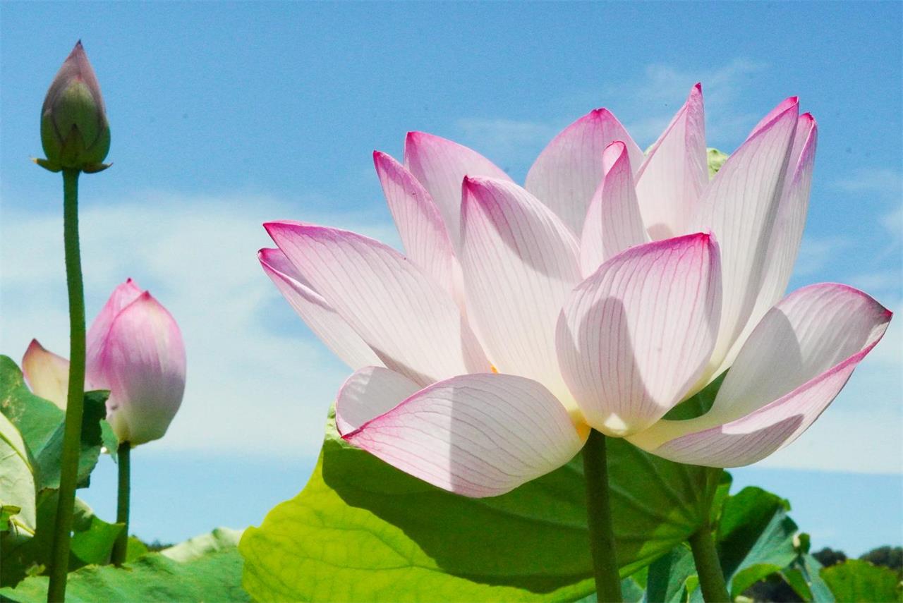 我れ生まれてより以来（このかた）、口に麁言（そごん）なく、手に笞罰（ちばつ）せず。今より我が同法よ、 - 伝教大師最澄（天台宗宗祖。767-822）