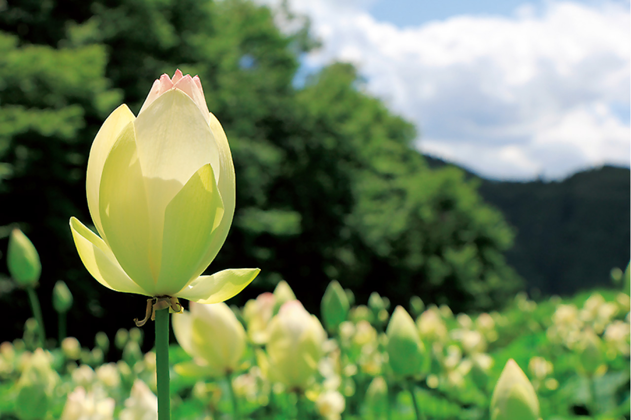 自灯明、法灯明